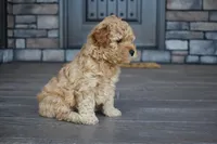 Reed , a male Miniature Goldendoodle for sale in Berlin, OH – Photo 3 of 7