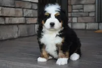 Jax, a male Miniature Bernedoodle for sale in Berlin, OH – 2 of 6