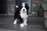 Jester, a male Miniature Bernedoodle for sale in Berlin, OH – 6 of 10