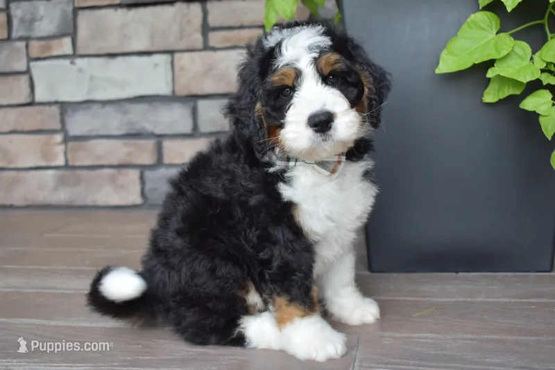 Jester – Miniature Bernedoodle puppy for sale in Berlin, OH