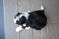 Jazzie, a female Miniature Bernedoodle for sale in Berlin, OH – 2 of 7