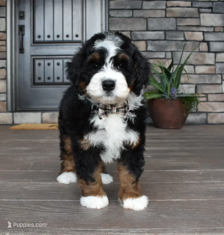 Jewel – Miniature Bernedoodle puppy for sale in Berlin, OH