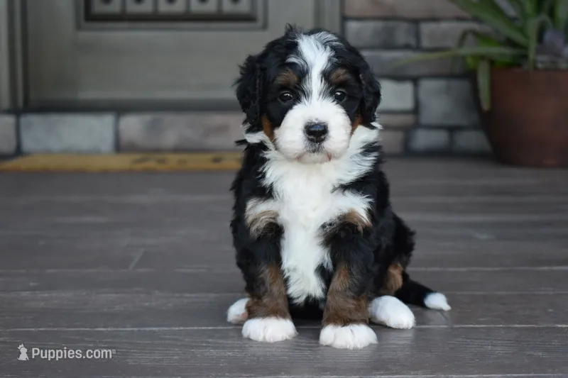 Jewel – Miniature Bernedoodle puppy for sale in Berlin, OH