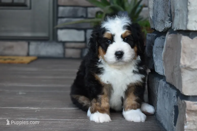 Jax – Miniature Bernedoodle puppy for sale in Berlin, OH
