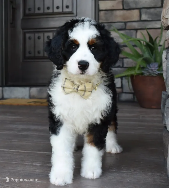 Jazzie – Miniature Bernedoodle puppy for sale in Berlin, OH