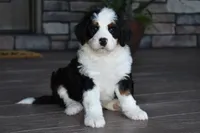 Jazzie, a female Miniature Bernedoodle for sale in Berlin, OH – 6 of 7
