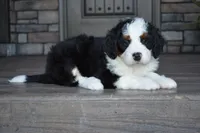 Jazzie, a female Miniature Bernedoodle for sale in Berlin, OH – 4 of 7