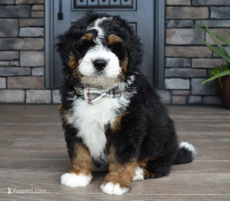 Jett – Miniature Bernedoodle puppy for sale in Berlin, OH