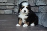 Jax, a male Miniature Bernedoodle for sale in Berlin, OH – 6 of 6