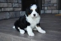 Jazzie, a female Miniature Bernedoodle for sale in Berlin, OH – 5 of 7