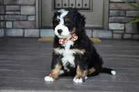 Jodie, a female Miniature Bernedoodle for sale in Berlin, OH – 4 of 7