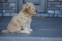 Hazel, a female Miniature Goldendoodle for sale in Berlin, OH – Photo 8 of 8