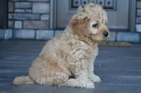 Hazel, a female Miniature Goldendoodle for sale in Berlin, OH – Photo 6 of 8