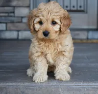 Hazel, a female Miniature Goldendoodle for sale in Berlin, OH – Photo 4 of 8