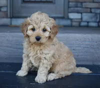 Hazel, a female Miniature Goldendoodle for sale in Berlin, OH – Photo 5 of 8