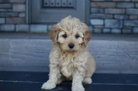 Hazel, a female Miniature Goldendoodle for sale in Berlin, OH – Photo 3 of 8