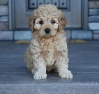 Hazel, a female Miniature Goldendoodle for sale in Berlin, OH – Photo 2 of 8