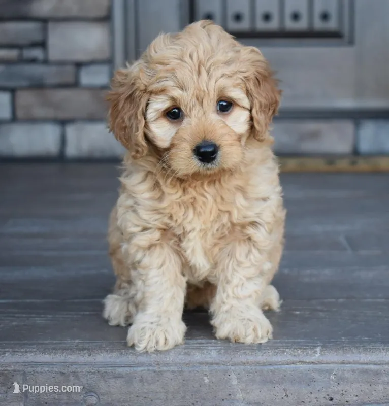 Hazel, a female Miniature Goldendoodle for sale in Berlin, OH – Photo 1 of 8