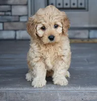 Hazel, a female Miniature Goldendoodle for sale in Berlin, OH – Photo 1 of 8