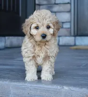 Hazel, a female Miniature Goldendoodle for sale in Berlin, OH – Photo 7 of 8
