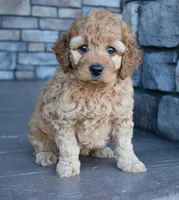 Willow, a female Miniature Goldendoodle for sale in Berlin, OH – Photo 1 of 5