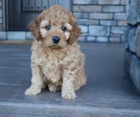 Willow, a female Miniature Goldendoodle for sale in Berlin, OH – Photo 4 of 5