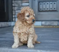 Willow, a female Miniature Goldendoodle for sale in Berlin, OH – Photo 2 of 5