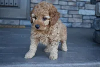 Willow, a female Miniature Goldendoodle for sale in Berlin, OH – Photo 5 of 5