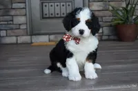 Jazzie, a female Miniature Bernedoodle for sale in Berlin, OH – 3 of 7