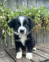 Diesel , a male Australian Shepherd for sale in Indianapolis, IN – 1 of 6