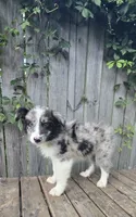Merlin, a male Australian Shepherd for sale in Indianapolis, IN – 3 of 5