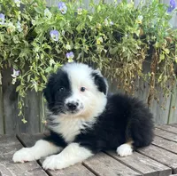 Daisy, a female Australian Shepherd for sale in Indianapolis, IN – 3 of 4