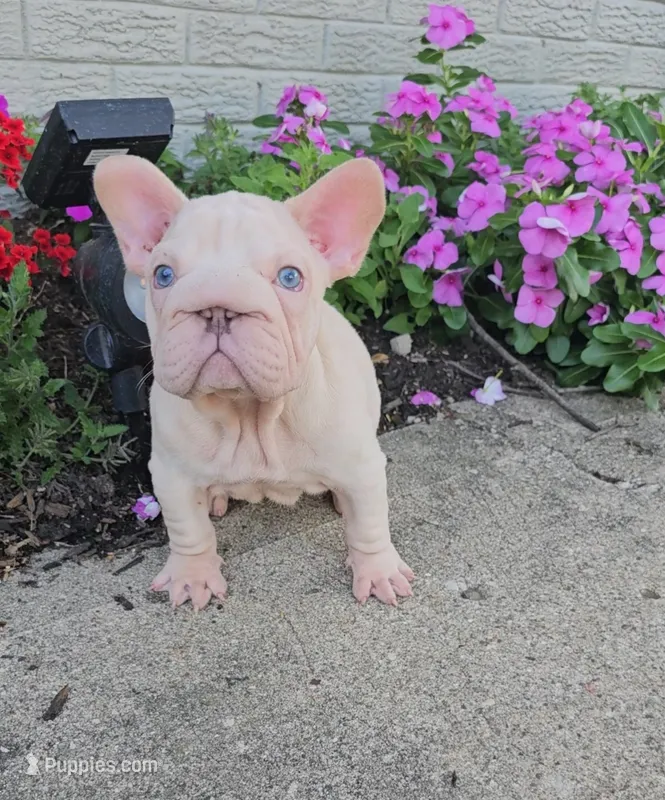 Vito – French Bulldog puppy for sale in Indianapolis, IN