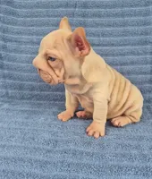 Vito, a male French Bulldog for sale in Indianapolis, IN – 4 of 8