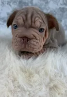 Isabella, a female French Bulldog for sale in Indianapolis, IN – 7 of 7