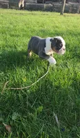 Muffin, a female English Bulldog for sale in Indianapolis, IN – 4 of 8
