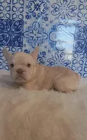 Pinky, a male French Bulldog for sale in Indianapolis, IN – Photo 1 of 6