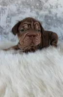 Gigi, a female French Bulldog for sale in Indianapolis, IN – 2 of 3
