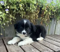 Alex, a male Australian Shepherd for sale in Indianapolis, IN – 6 of 6