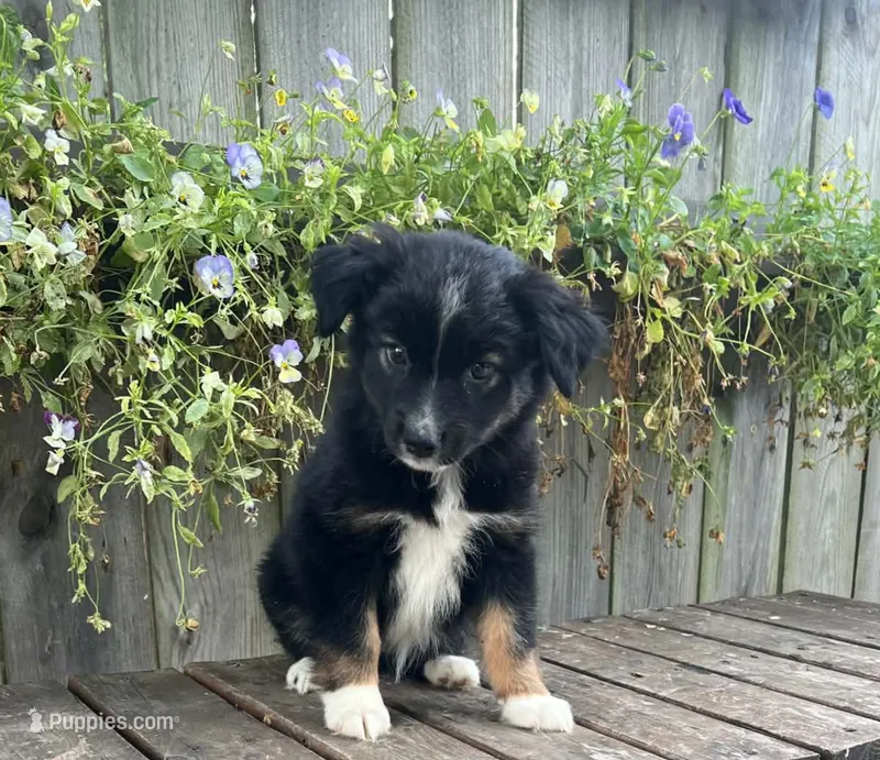Katie – Australian Shepherd puppy for sale in Indianapolis, IN