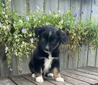 Katie, a female Australian Shepherd for sale in Indianapolis, IN – 1 of 5
