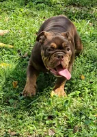 Duncan , a female English Bulldog for sale in Indianapolis, IN – 4 of 9