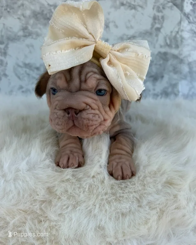 Isabella – French Bulldog puppy for sale in Indianapolis, IN