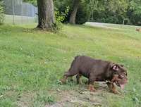Duncan , a female English Bulldog for sale in Indianapolis, IN – 3 of 9