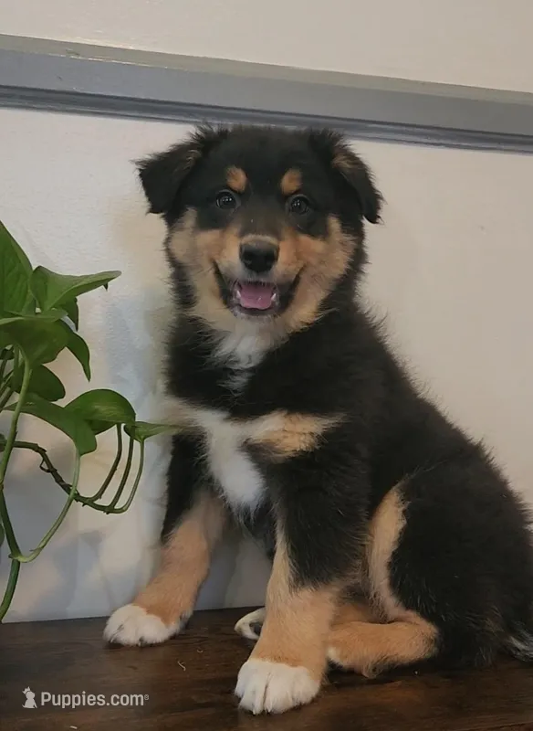 Jaxson – Australian Shepherd puppy for sale in Indianapolis, IN