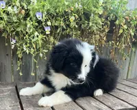 Daisy, a female Australian Shepherd for sale in Indianapolis, IN – 4 of 4