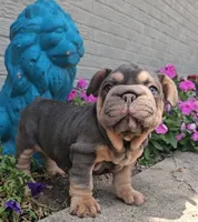 Pixar, a male French Bulldog for sale in Indianapolis, IN – 4 of 4