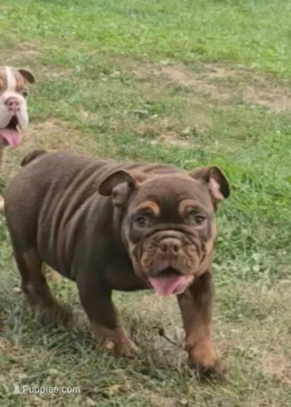 Duncan  – English Bulldog puppy for sale in Indianapolis, IN