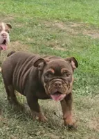Duncan , a male English Bulldog for sale in Indianapolis, IN – 1 of 1