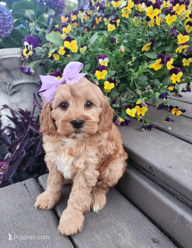 Sadie – Shihpoo, Poodle - Toy  puppy for sale in Indianapolis, IN